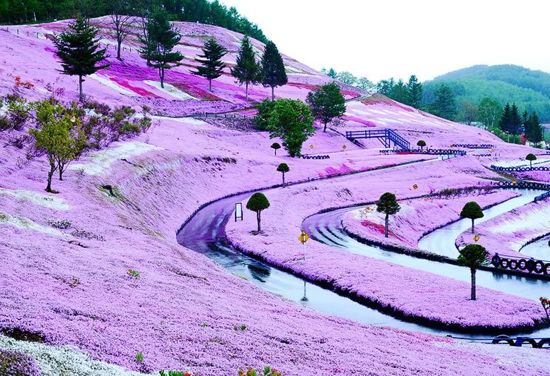 نقره لتكبير أو تصغير الصورة ونقرتين لعرض الصورة في صفحة مستقلة بحجمها الطبيعي